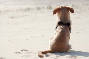 Small dog alone on the beach
