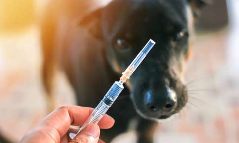 vaccination for dog