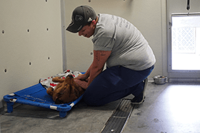 veterinarian with pet