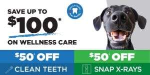 AVG Dental Care Promo Image